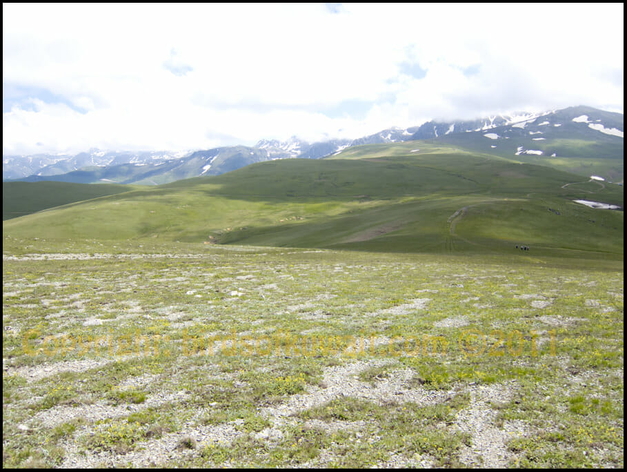 Habitat of Horned Lark at 2500m elevation ASL